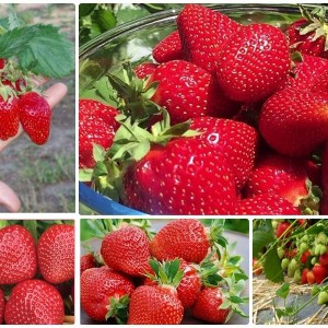 Саженцы клубники. Комплект из 5 саженцев (Королева Елизавета (Queen Elizabeth) 2шт, Альбион (Albion) 3шт)