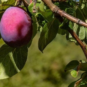 Алыча Кремень (Средняя/Красная)