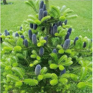 Ель Корейская 40-60 см