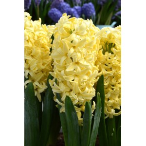 Луковица гиацинта Жёлтая Королева