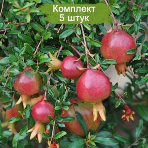 Саженцы граната «Нана» -  комплект 5 шт.