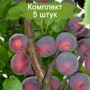 Саженцы средней красной сливы колоновидной Русская -  комплект 5 шт.