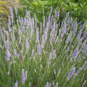 Саженцы лавандина Ричард Грей (Richard Grey) -  комплект 5 шт.