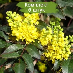 Саженцы магонии Смарагд -  комплект 5 шт.