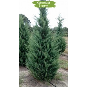Саженцы можжевельника Виргинского до 20 см -  комплект 5 шт.
