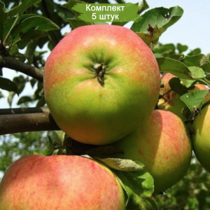 Саженецы Яблони Бельфлер башкирский -  комплект 5 шт.