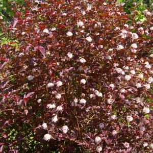 Саженец пузыреплодника калинолистного Леди ин Ред (Lady in Red)