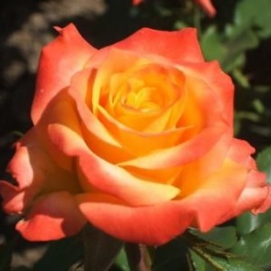 Саженец чайно-гибридной розы Альмер Голд (Aalsmeer Gold)