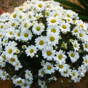 Саженец хризантемы мультифлора Верано Джей (Verano Jay) (Белая )