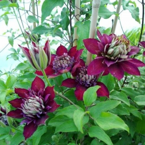 Саженец клематиса Темптейшен (Temptation)