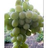 Виноград Агадаи