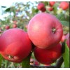 Яблоня Алтайская красавица