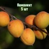 Комплект 5шт / Абрикос Восточно-Сибирский
