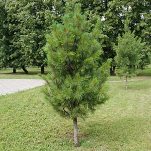 Саженец Кедра Сибирского (15-40 см)